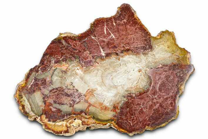 Beautiful Petrified Wood (Araucaria) Slab - Madagascar #361465